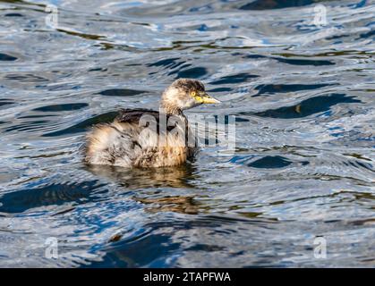 Ein australasischer Grebe (Tachybaptus novaehollandiae), der in einem See schwimmt. New South Wales, Australien. Stockfoto