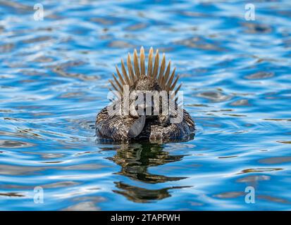 Eine männliche Moschusente (Biziura lobata) mit einem seltsamen Hautlappen, schwimmt in einem See. New South Wales, Australien. Stockfoto