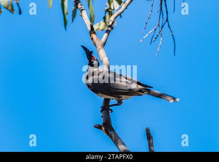 Ein lauter Friarbird (Philemon corniculatus), der auf einem Ast thront. New South Wales, Australien. Stockfoto