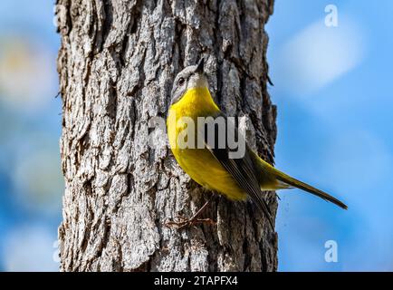 Ein östlicher Gelbrotkehlchen (Eopsaltria australis), der auf einem Baumstamm thront. New South Wales, Australien. Stockfoto