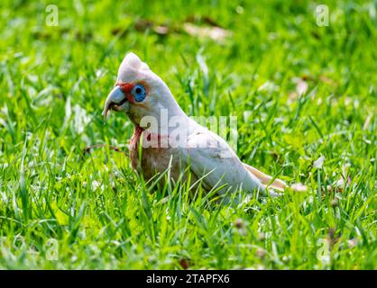 Ein langschnabeliger Corella (Cacatua tenuirostris), der sich in grünem Gras ernährt. New South Wales, Australien. Stockfoto