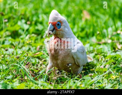 Ein langschnabeliger Corella (Cacatua tenuirostris), der sich in grünem Gras ernährt. New South Wales, Australien. Stockfoto