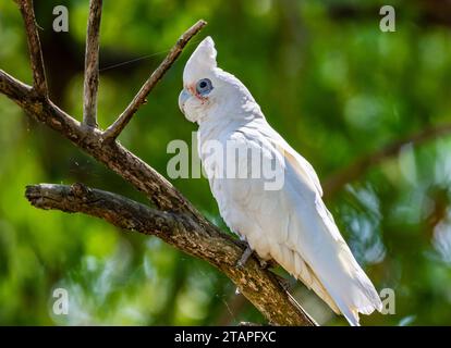 Ein kleiner Corella (Cacatua sanguinea), der auf einem Ast thront. New South Wales, Australien. Stockfoto