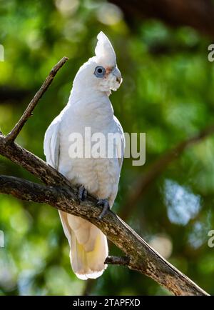 Ein kleiner Corella (Cacatua sanguinea), der auf einem Ast thront. New South Wales, Australien. Stockfoto