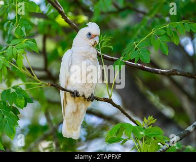 Ein kleiner Corella (Cacatua sanguinea), der auf einem Ast thront. New South Wales, Australien. Stockfoto