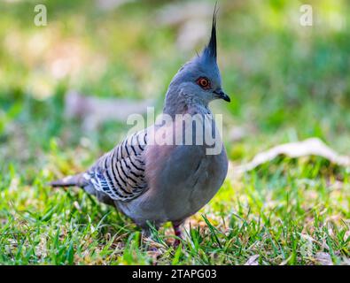 Eine Haubentaube (Ocyphaps lophotes) in freier Wildbahn. Victoria, Australien. Stockfoto