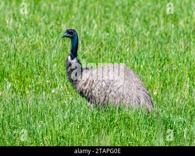 Eine Emu (Dromaius novaehollandiae), die im hohen Gras wandert. New South Wales, Australien. Stockfoto