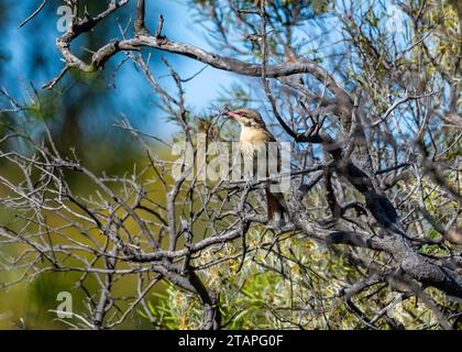 Eine auf einem Baum thronende Honeyeater (Acanthagenys rufogularis). Victoria, Australien. Stockfoto