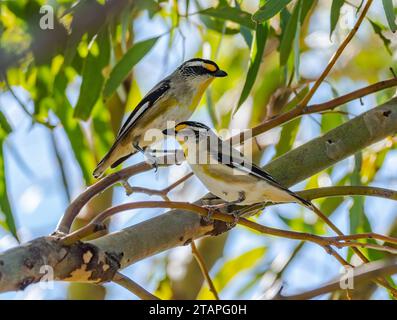 Zwei quergestreifte Pardaloten (Pardalotus striatus), die auf einem Baum thronen. Victoria, Australien. Stockfoto