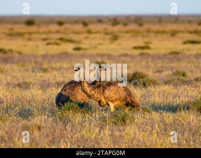 Ein Emus-Paar (Dromaius novaehollandiae), das im hohen Gras wandert. New South Wales, Australien. Stockfoto