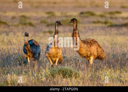 Eine Gruppe von Emus (Dromaius novaehollandiae), die im hohen Gras wandert. New South Wales, Australien. Stockfoto