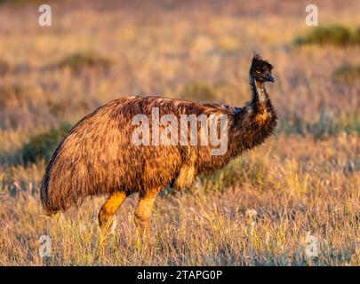 Eine Emu (Dromaius novaehollandiae), die im hohen Gras wandert. New South Wales, Australien. Stockfoto