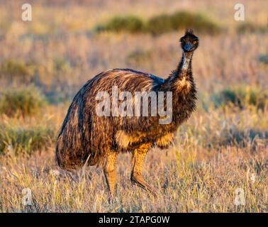 Eine Emu (Dromaius novaehollandiae), die im hohen Gras wandert. New South Wales, Australien. Stockfoto