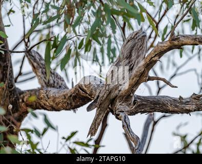 Zwei Tawny Frogmouths (Podargus strigoides), getarnt auf einem Baum. New South Wales, Australien. Stockfoto