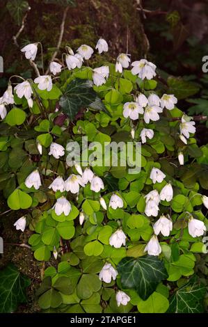 Oxalis acetosella „Sauerampfer“ Stockfoto