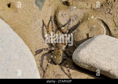 Makrofoto der Spinnenlykosa auf dem Flussstein Stockfoto