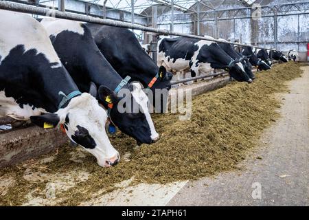 Milchkühe im modernen Kuhstall Stockfoto
