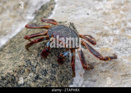 Red Sally Lightfoot Crab (Grapsus grapsus) auf Felsen am Strand von Aruba. Stockfoto