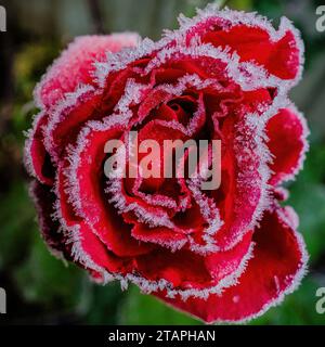 Eiskristall bedeckt Rosenblätter in Nahaufnahme an einem bitterkalten Wintermorgen. Stockfoto