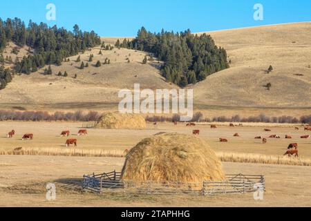 Heuhaufen und Rinder auf einer Ranch im Tal des dreimeiligen Baches bei avon, montana Stockfoto