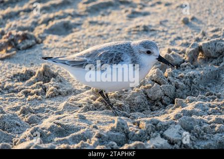 sanderling (Calidris alba) im nicht-Zuchtgefieder am Strand von Vlissingen, Niederlande Stockfoto