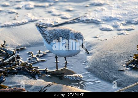 sanderling (Calidris alba) im nicht-Zuchtgefieder am Strand von Vlissingen, Niederlande Stockfoto