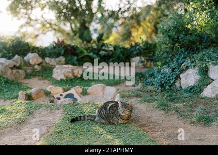 Die graue Tabby-Katze sitzt auf dem Gras in der Nähe des Weges Stockfoto