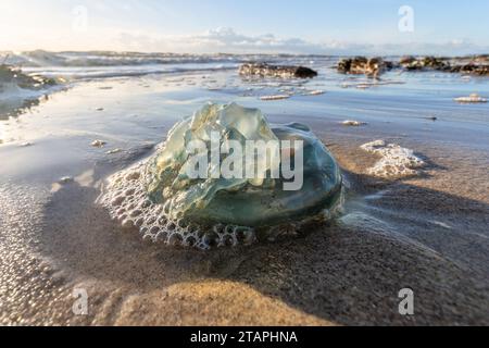 Totes Blaukohl (Rhizostoma Octopus) am Strand gestrandet Stockfoto