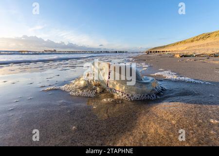 Totes Blaukohl (Rhizostoma Octopus) am Strand gestrandet Stockfoto