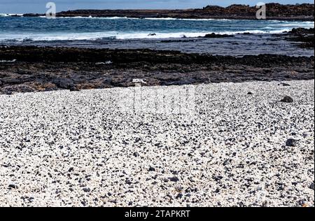 Playa del Mejillon oder Playa del Bajo de la Burra, genannt Popcorn Beach - Spanien, Kanarische Inseln, Fuerteventura. 24.09.2023 Stockfoto