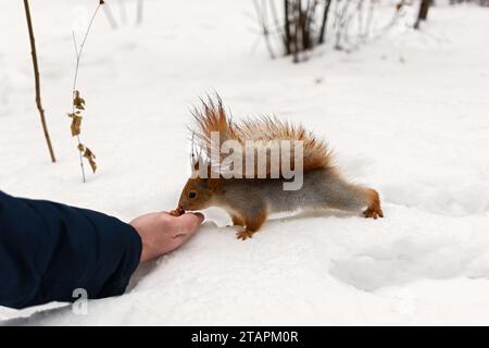 Das Eichhörnchen frisst eine Walnuss aus seinen Händen. Winterköder für Wildtiere im Wald. Das Konzept der Güte und Menschlichkeit. Selektiver Fokus, Nahaufnahme Stockfoto