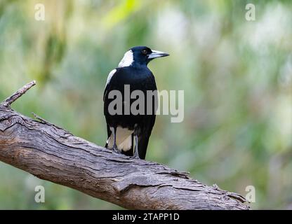 Eine australische Elster (Gymnorhina tibicen), die auf einem Baum thront. Victoria, Australien. Stockfoto