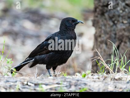 Ein Weißflügelkraut (Corcorax melanorhamphos), das auf dem Boden auf Nahrungssuche ist. Victoria, Australien. Stockfoto