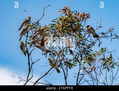 Eine Herde Gelb-Hals-Bergmann (Manorina flavigula), die auf einem Baum thront. Victoria, Australien. Stockfoto