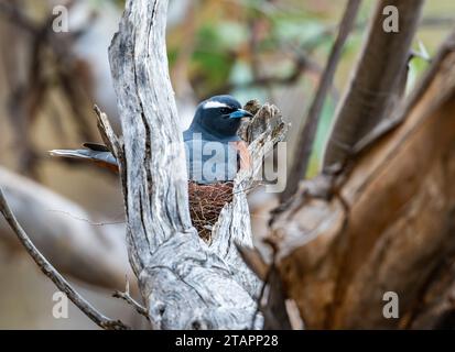 Eine Weißbrauenwaldschwalbe (Artamus superciliosus), die auf ihrem Nest sitzt. Victoria, Australien. Stockfoto