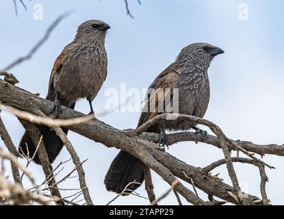 Zwei Apostlebirden (Struthidea cinerea), die auf einem Ast thronten. Victoria, Australien. Stockfoto