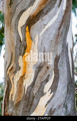 Bunte Muster am Stamm eines Eukalyptusbaums. Victoria, Australien. Stockfoto