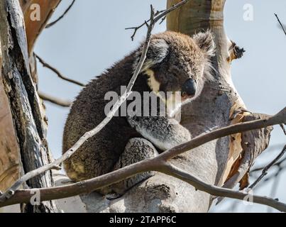 Ein ikonischer Koala (Phascolarctos cinereus), der auf einem Eukalyptusbaum sitzt. Victoria, Australien. Stockfoto