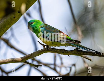 Ein farbenfroher Rothumpen-Papagei (Psephotus haematonotus), der auf einem Ast thront. Victoria, Australien. Stockfoto