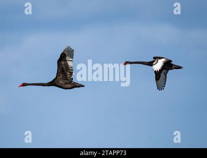 Ein Paar Schwarze Schwäne (Cygnus atratus) fliegen über. Victoria, Australien. Stockfoto