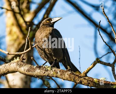 Ein schwarzer Currawong (Strepera fuliginosa), der auf einem Ast thront. Tasmanien, Australien. Stockfoto