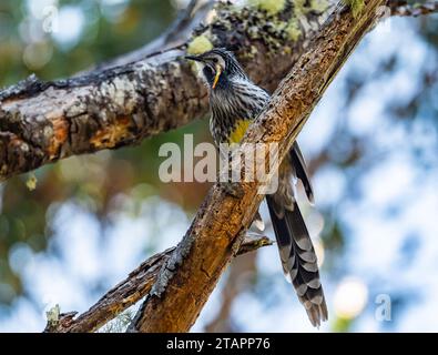 Ein gelber Wattlebird (Anthochaera paradoxa), der auf einem Baum thront. Tasmanien, Australien. Stockfoto