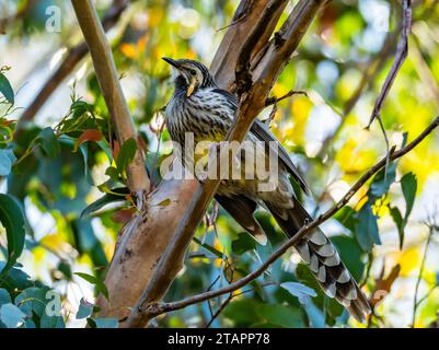 Ein gelber Wattlebird (Anthochaera paradoxa), der auf einem Baum thront. Tasmanien, Australien. Stockfoto