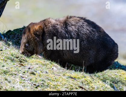 Ein wilder gemeiner Wombat (Vombatus ursinus), der sich auf dem Boden ernährt. Cradle Mountain, Tasmanien, Australien. Stockfoto
