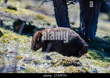 Ein wilder gemeiner Wombat (Vombatus ursinus), der sich auf dem Boden ernährt. Cradle Mountain, Tasmanien, Australien. Stockfoto