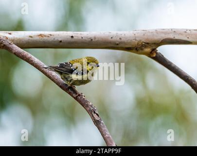 Ein gefährdeter Pardalote (Pardalotus quadragintus), der auf einem Ast thront. Tasmanien, Australien. Stockfoto