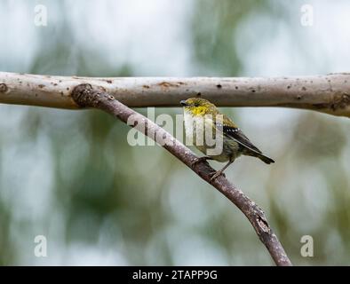 Ein gefährdeter Pardalote (Pardalotus quadragintus), der auf einem Ast thront. Tasmanien, Australien. Stockfoto