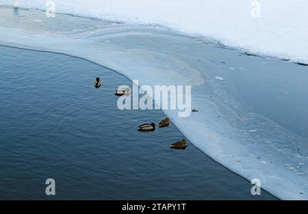 Enten schwimmen im Winter in kaltem Wasser auf dem Fluss und ruhen sich aus Stockfoto