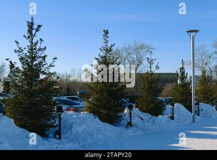Grüne Tannen stehen in einer Reihe in einer Schneelage an einem sonnigen Wintertag Stockfoto