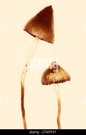 Psilocybe Semilanceata "Liberty Cap" Stockfoto